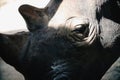 Close up of White Rhino head Royalty Free Stock Photo