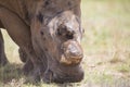 Close-up of a white rhino head with tough wrinkled skin Royalty Free Stock Photo