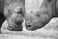 Close-up of a white rhino head with tough wrinkled skin Royalty Free Stock Photo