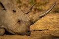 Close-up of white rhino sleeping with calf Royalty Free Stock Photo