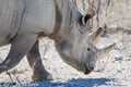 Close up of white rhino walking in the dry landscape Royalty Free Stock Photo