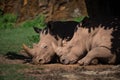 Close-up of white rhinoceros dozing in shade