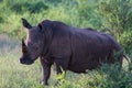 Close up a white rhinoceros Royalty Free Stock Photo