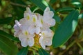 Close-up of White Rhododendron Wildflowers