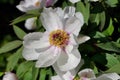 Close-up of white-rosa peony paeony flower in the spring garden