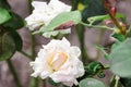 close up white rose beautiful summer day Royalty Free Stock Photo