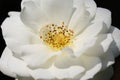 Close up of white rose bloom with stamen and pollens