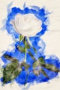 Close-up of white rose on a blue background