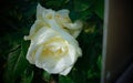 Close-up of a white rose