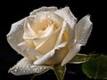 Pure Beauty: A Close-Up of a White Rose with Dew Drops