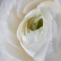 Close up white rose flower background Royalty Free Stock Photo