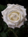 Close up of white rose flower on dark green background Royalty Free Stock Photo