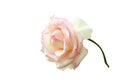 White rose flower with pink edge isolated on white background Royalty Free Stock Photo