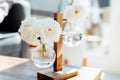 Close up White rose flowers in small transparent glass hanging vases on wooden stand on the coffee table with sunny home interior Royalty Free Stock Photo