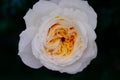 Close up of white rose with petals softened on blur nature background. Royalty high-quality free stock image of flowers.