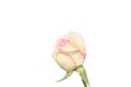 White rose with pink edge and water drops isolated on white background Royalty Free Stock Photo