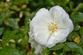 Close-up of a white rose plant in garden