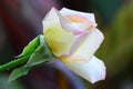 Close up of white rosebud with hints of pink and yellow. Royalty Free Stock Photo