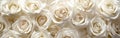Close-Up of White Roses Royalty Free Stock Photo