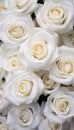 Close Up of White Roses Royalty Free Stock Photo