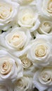 Close Up of White Roses Royalty Free Stock Photo