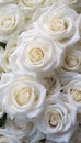 Close Up of White Roses Royalty Free Stock Photo