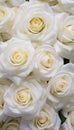 Close Up of White Roses Royalty Free Stock Photo