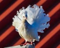 Close up of a white rotated dove