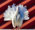 Close up of a white rotated dove