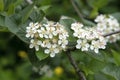 Close-up of white rowan inflorescences on a blurry green background Royalty Free Stock Photo