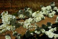 Close-up of white ruby star plum blossoms