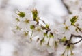 white sakura Somei Yoshino blossom near Osaka castle Royalty Free Stock Photo