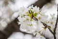 White sakura Somei Yoshino blossom near Osaka castle