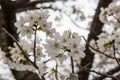 close up white sakura blossom near Osaka castle