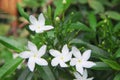 White sampaguita jasmine top view blooming with bud inflorescence and green leaves in nature garden background