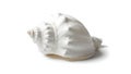 A white shell on a white background (ai generated) Royalty Free Stock Photo