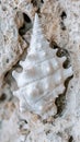 Close up of a white seashell with a spiral shape on a textured rock background in soft lighting Royalty Free Stock Photo