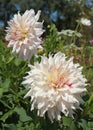 Close-up of white semi-cactus dahlia flowers Royalty Free Stock Photo