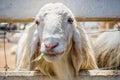 Close up white sheep