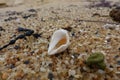 Close up of white shell with golden sand in the background