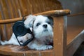 Close up White shih tzu laying on the chair
