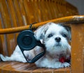 Close up White shih tzu laying on the chair