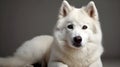Close up of white Siberian Husky dog sit, relax and pose in studio shot, looking at something, isolated on gray background