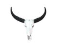 White skull head of asian buffalo with long black horn isolated on white background and clipping path