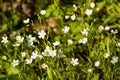 Close-up white small wildflowers