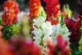 Close up of white snapdragon in the garden