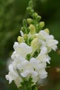 Snapdragon antirrhinum