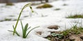 Close-up of white snowdrop flower in snow Royalty Free Stock Photo