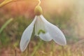 Close up of white snowdrop flower with soft light and warm blurred background showing delicate spring bloom in nature Royalty Free Stock Photo