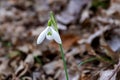 Flowered snowdrop, green stem and white flower Royalty Free Stock Photo